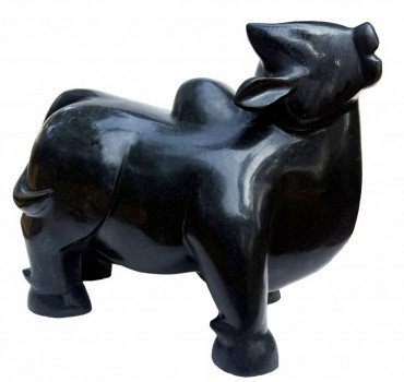 Bull 7