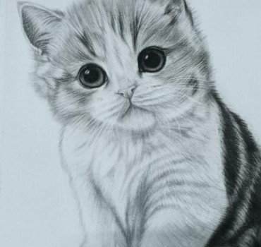 Kitten 