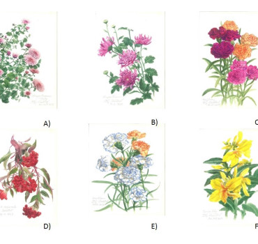 The Art Botanical Series - (set of 6) A) Chrysanthemum I ; B) Crested Cockscomb ; C) Chrysanthemum II ; D) Carnation I ; E) Carnation II ; F) Canna Lily