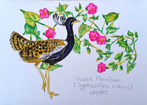 Lesser Florican (Sypheotides Indicus)  | 4.3 x 5.9 in