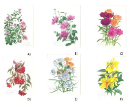 The Art Botanical Series - (set of 6) A) Chrysanthemum I ; B) Crested Cockscomb ; C) Chrysanthemum II ; D) Carnation I ; E) Carnation II ; F) Canna Lily | 11.5 x 8 in. each