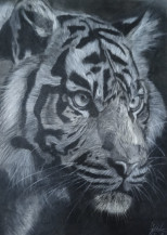 Tiger I | 11.5 x 8.5 in.