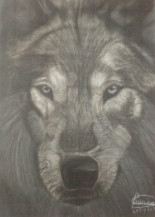 Wolf | 14.5 x 10 in.