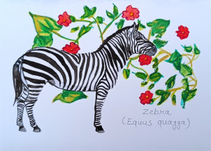 Zebra (Equus Quagga) | 4.3 x 5.9 in